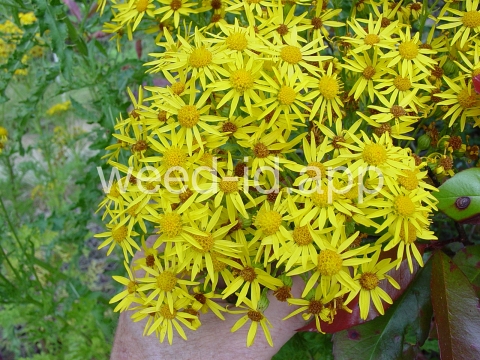 ragwort, tansy